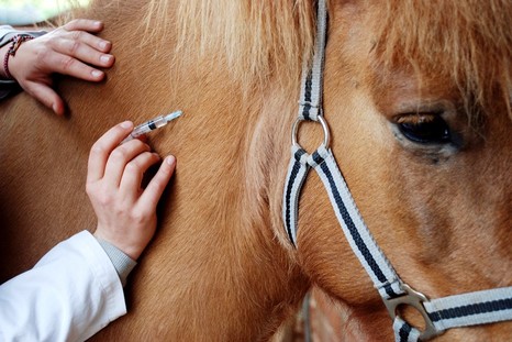 Профилактика инфекционной анемии лошадей