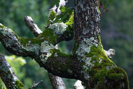 Вредны ли лишайники и мхи на стволах плодовых деревьев?