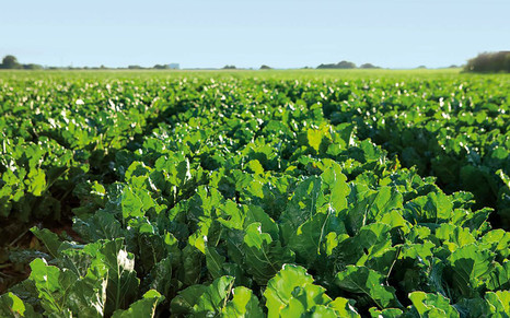 Фитосанитарное обследование полей сахарной свеклы – основа надежной защиты урожая