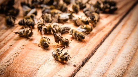 Причиной гибели пчёл стал высокотоксичный пестицид 