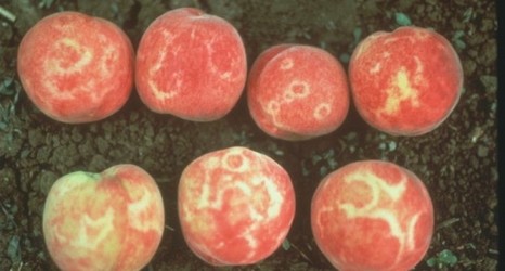 Неповирус розеточной мозаики персика