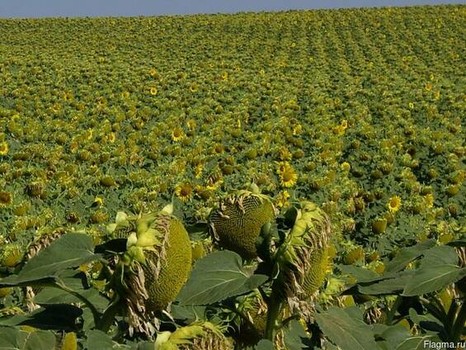 Обработка семян подсолнечника Люмисена® позволяет увеличить урожайность до 20% 
