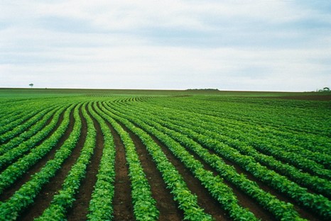 ФГБУ « Россельхозцентр» вносит существенный вклад в развитие отрасли растениеводства