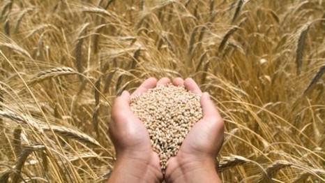 Как накормить пшеницу, чтобы получить качественное зерно