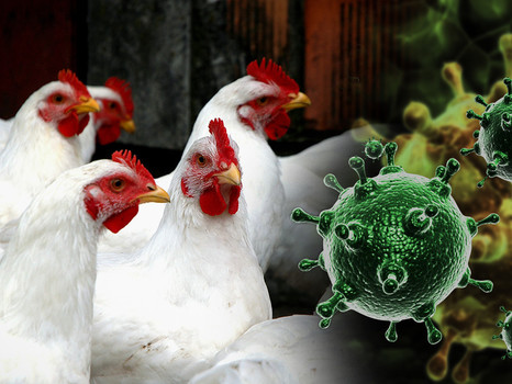 Что нужно знать и, как предотвратить вирус гриппа птиц