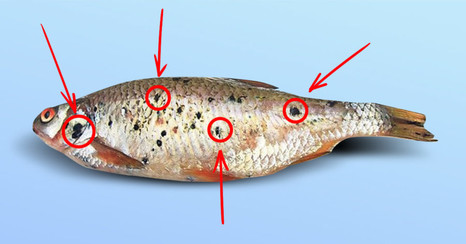 «Чернильное» заболевание рыб или постодиплостомоз