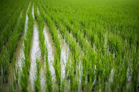 Новый гербицид для риса поможет повысить урожайность культуры до 70%