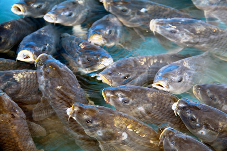 Осенняя профилактика болезней рыб