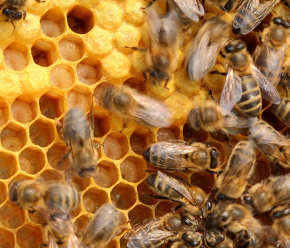 Опасные болезни пчел