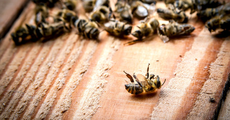 Бактериальные болезни пчел 