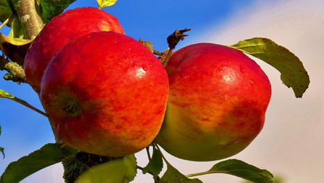 Интегрированная защита плодовых культур от компании ЮПЛ