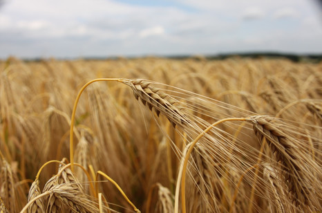 Качество зерна для рекордных урожаев 