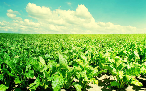 Как увеличить урожайность с помощью азота 