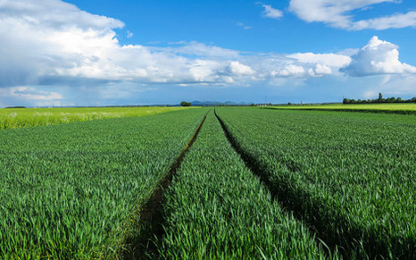 Новый взгляд на защиту кукурузы. ВИЗИОН от компании ЮПЛ