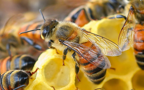 Гибель пчел как точка отсчета нового времени 