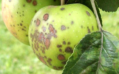 Новый инструмент защиты яблони от парши и мучнистой росы
