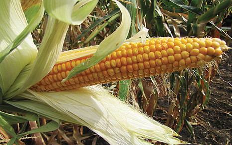Как повысить урожайность кукурузы
