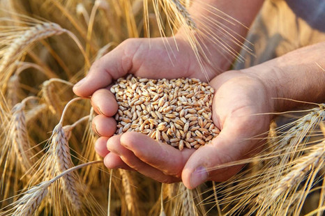 Декларация о безопасности зерна теперь – дело рук самих декларантов 