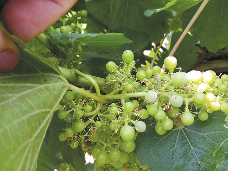 Фунгицидная система «Щелково Агрохим» на виноградниках Тамани