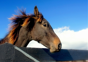 Меры борьбы со вшами у лошадей