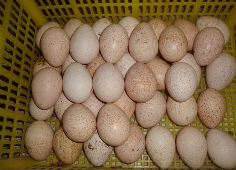 Полезные свойства индюшиных яиц