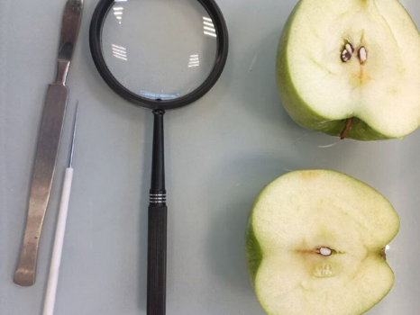 В Гулькевичской лаборатории проверили партию яблок