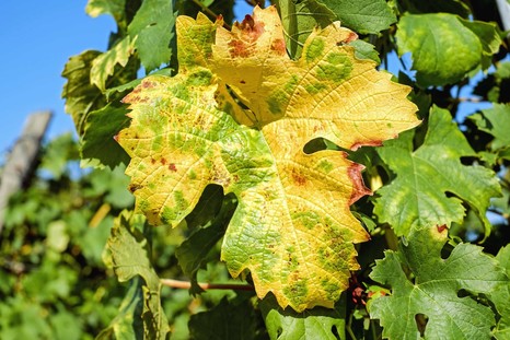 Золотистое пожелтение - вирусное заболевание винограда