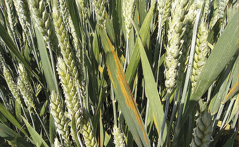 Основные болезни озимой пшеницы середины вегетации и эффективные подходы к их контролю