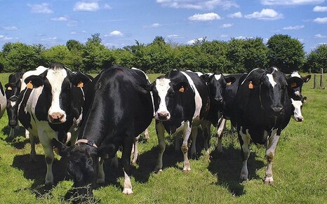Коровы голштинской породы стали лидерами по продуктивности в Вологодской области по итогам 2022 года
