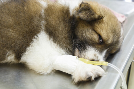 Выделен генетический материал парвовирусного энтерита собак
