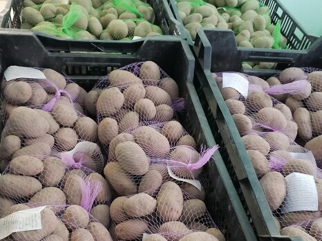 Первые сорта семенного картофеля поступили в Садовый центр Ленинградского филиала ФГБУ «Россельхозцентр»
