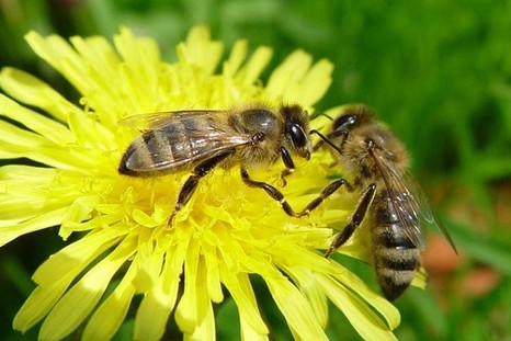 Цитробактериоз пчел