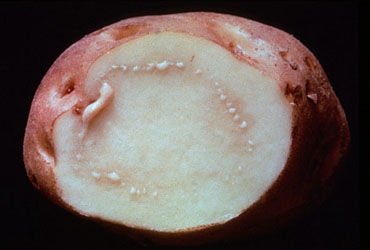 Бурая бактериальная гниль картофеля   Ralstonia solanacearum