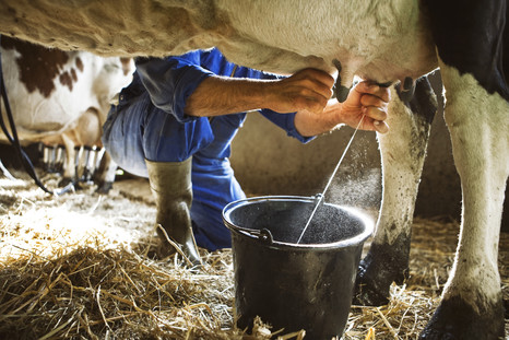 О превышении содержания соматических клеток в коровьем молоке