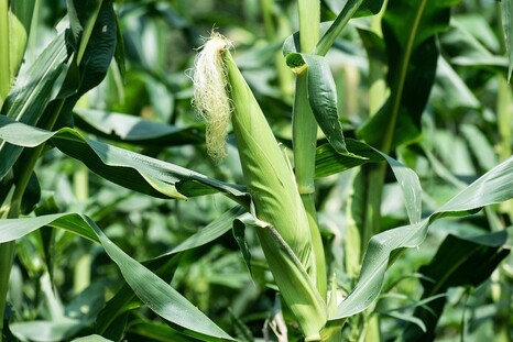 В зерне кукурузы найдены семена амброзии