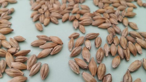 Специалисты Кингисеппского отдела «Россельхозцентра» провели проверку посевных качеств семенного материала зерновых культур под урожай 2024 года