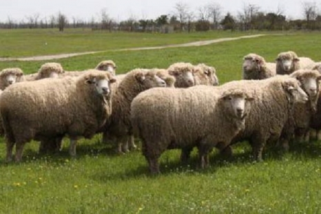 Овцы волгоградской породы