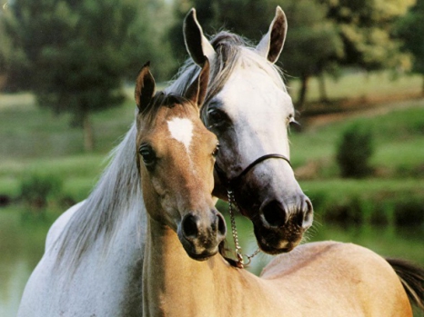 Ринопневмония лошадей