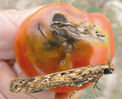 Обнаружен карантинный объект в томатах из Египта