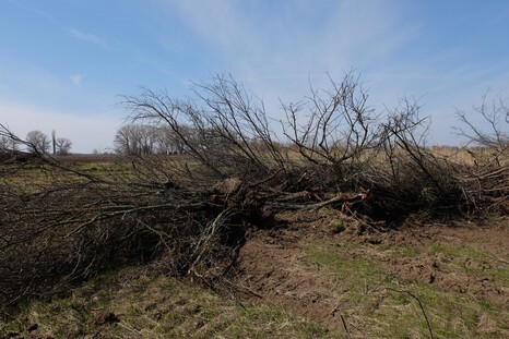 В Ростовской области собственник допустил зарастание 1,9 гектаров сельхозземель древесно-кустарниковой растительностью