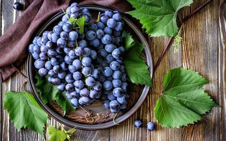 На Кубани планируют роботизировать процесс выращивания винограда