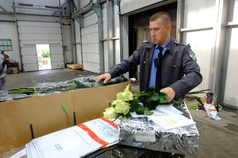 За минувшую неделю с территории Астраханской области экспортировано 300 срезов роз в Казахстан