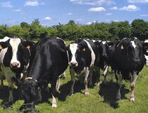 Коровы голштинской породы стали лидерами по продуктивности в Вологодской области по итогам 2022 года