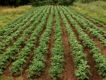 Итоги мониторинга карантинного фитосанитарного состояния территории Астраханской области по Южноамериканской томатной моли