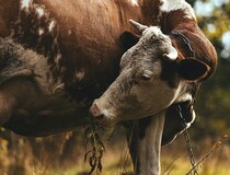 ФГБУ «Краснодарская МВЛ» проводит комплексные исследования побочных продуктов животноводства