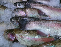 Вылов рыбы в 2023 году может составить 5 млн тонн