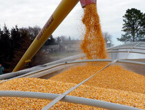 Россия как экспортер пшеницы частично заместит Украину