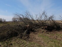 В Ростовской области собственник допустил зарастание 1,9 гектаров сельхозземель древесно-кустарниковой растительностью