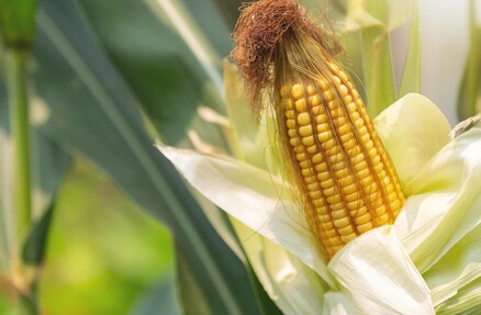 918 тонн «лопающейся кукурузы» прошли проверку в Тимашевском отделении 