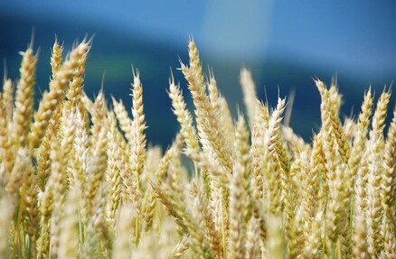 Способность водорослей ускорять рост за счет пиреноида ученые хотят перенести на пшеницу и рис
